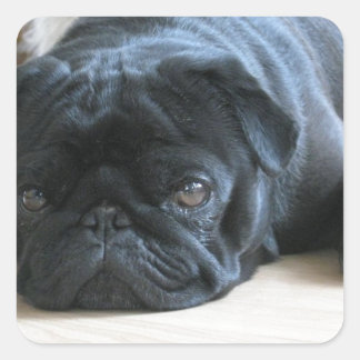 Adesivo Quadrado Acessórios personalizados para cachorrinho Pug pre
