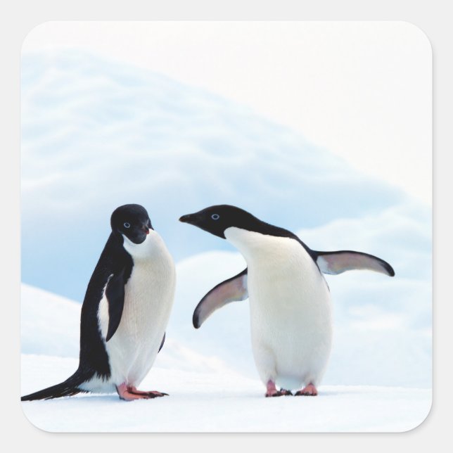 Adesivo Quadrado Adelie Penguins (Frente)