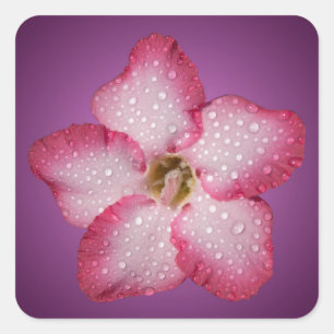 Adesivo Quadrado Adenium Flor Flora Gradiente Violeta Rosa