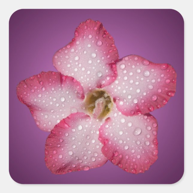 Adesivo Quadrado Adenium Flor Flora Gradiente Violeta Rosa (Frente)