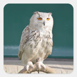 Adesivo Quadrado Adesivo/selo branco de coruja