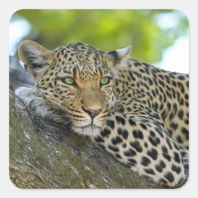 Adesivo Quadrado adesivos-leopardo-das-árvores (Frente)