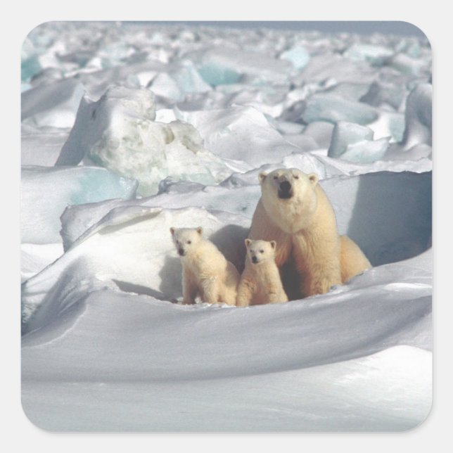Adesivo Quadrado Adicione SLOGAN para salvar gelo do planeta de urs (Frente)