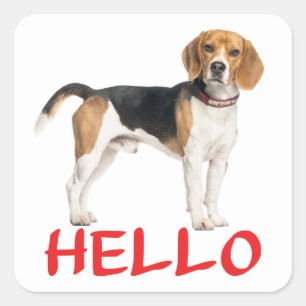 Adesivo Quadrado Adorable Amigo do Cão Beagle Olá Saudade Amizade