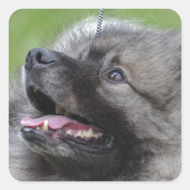 Adesivo Quadrado Adorable Keeshond (Frente)