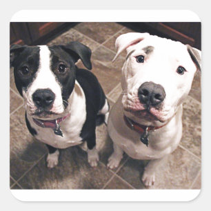 Adesivo Quadrado adoráveis cachorros-piranha