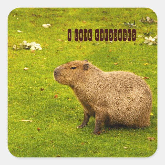 Adesivo Quadrado Adoro o Capybaras Sticker (Frente)