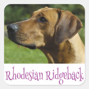 Adesivo Quadrado Adoro Ridgeback Cão Cachorro
