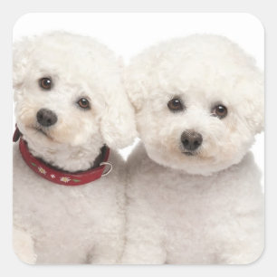 Adesivo Quadrado Adoro Saquineiros Brancos De Cão-De-Cão