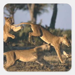 Adesivo Quadrado África, Botsuana, Parque Nacional Chobe, Leões
