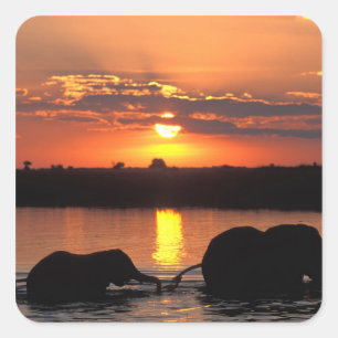 Adesivo Quadrado África, Botsuana, Parque Nacional Chobe, Manada