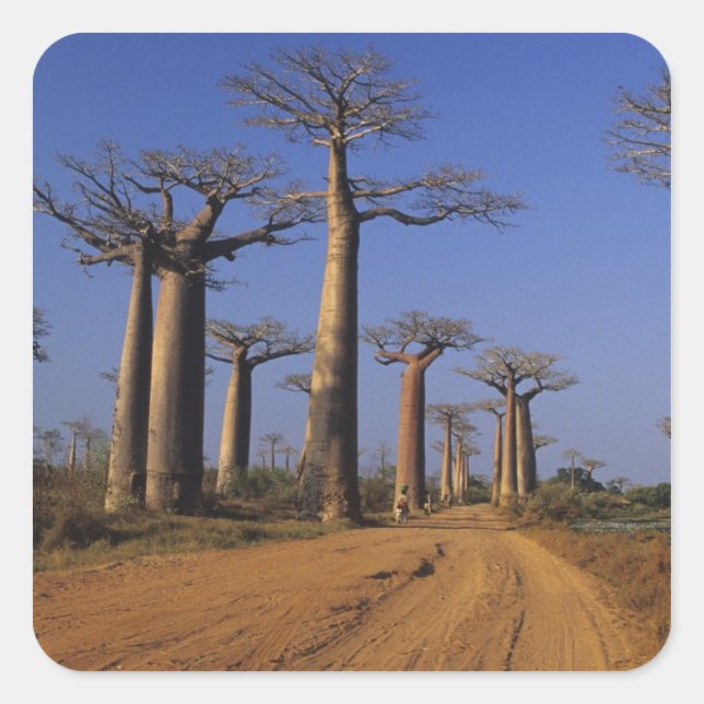 Adesivo Quadrado África, Madagáscar, Morondava, Avenida Baobab. (Frente)