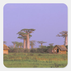 Adesivo Quadrado África, Madagáscar, Morondava. Baobás