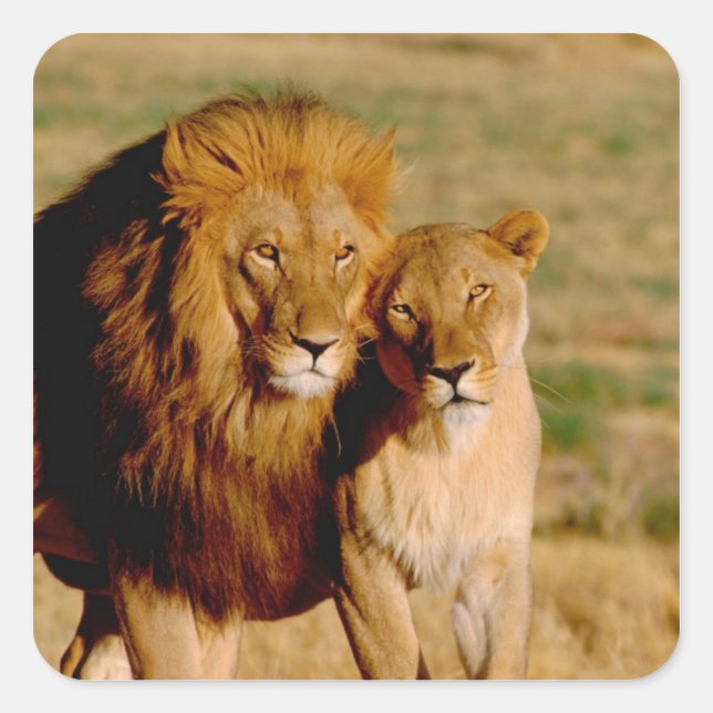 Adesivo Quadrado África, Namíbia, Okonjima. Leão e leoa (Frente)