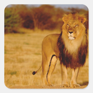 Adesivo Quadrado África, Namíbia, Okonjima. Leão masculino