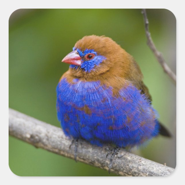 Adesivo Quadrado África. Quênia. Granadeiro Roxo (Frente)