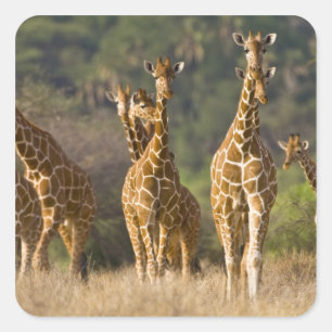 Adesivo Quadrado África. Quênia. Manada de girafas-reticuladas