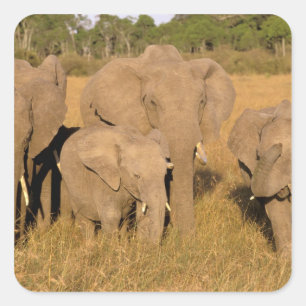 Adesivo Quadrado África, Quênia, Masai Mara. Elefante-africano
