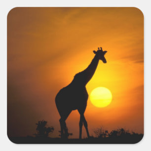 Adesivo Quadrado África, Quênia, Masai Mara. Girafa (Giraffa