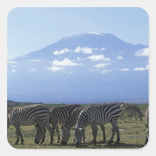 Adesivo Quadrado África, Quênia, Parque Nacional de Amboseli, Manad