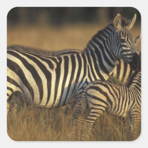 Adesivo Quadrado África, Quênia, Reserva de Caça Masai Mara. Planíc