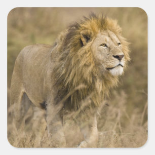 Adesivo Quadrado África. Tanzânia. Leão macho em Ngorongoro