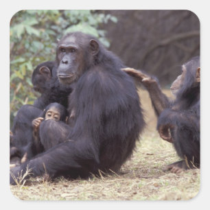 Adesivo Quadrado África, Tanzânia, Parque Nacional Gombe, fêmea inf