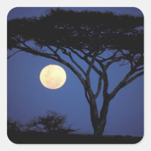Adesivo Quadrado África, Tanzânia, Tarangire. Árvore Acácia em