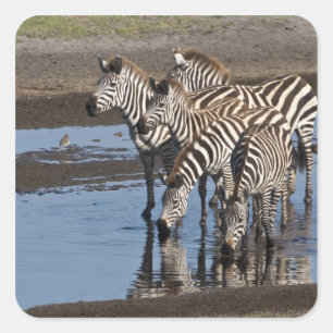 Adesivo Quadrado África. Tanzânia. Zebras bebendo em Ndutu