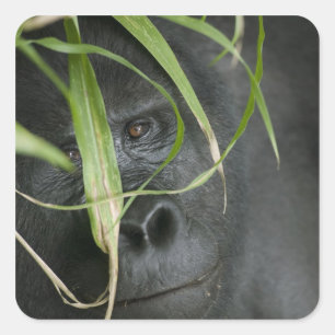 Adesivo Quadrado África, Uganda, Bwindi