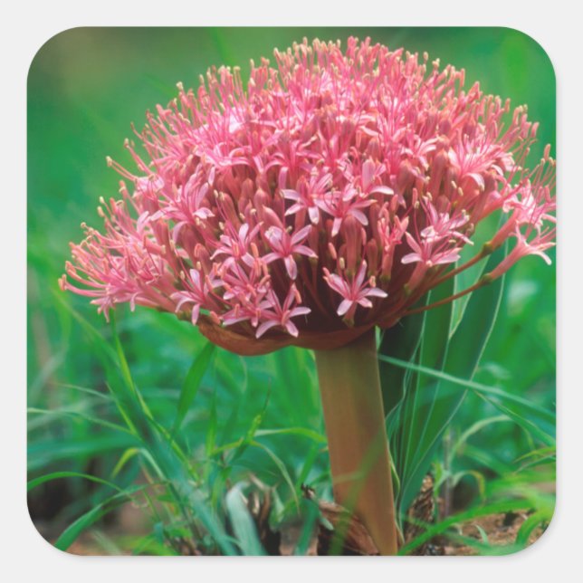 Adesivo Quadrado African Lily (Agapanthus Praecox), Mala Mala (Frente)