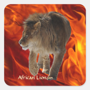 Adesivo Quadrado AFRICAN LION Big 5 Big Cat Willife Photo Stickers