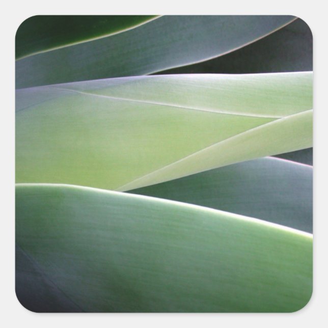 Adesivo Quadrado Agave Folhas (Frente)