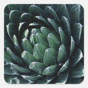 Adesivo Quadrado Agave Verde