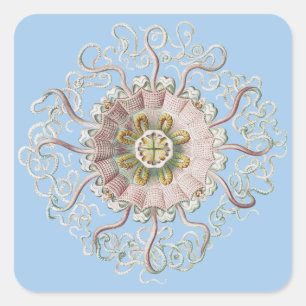 Adesivo Quadrado Água-viva Rosa Náutica de Ernst Haeckel Medusa
