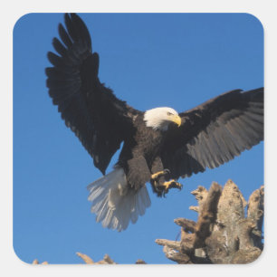 Adesivo Quadrado águia americana, Haliaeetus leuccocephalus, pousan
