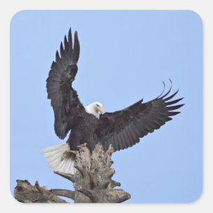 Adesivo Quadrado Águia Americana (Haliaeetus leucocephalus) com asa