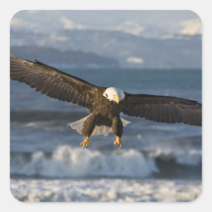 Adesivo Quadrado Águia Americana, Haliaeetus leucocephalus, Homer, 