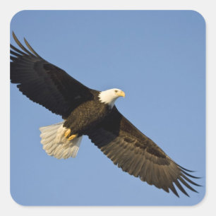Adesivo Quadrado Águia-careca, Haliaeetus leucocephalus, Homer, 4