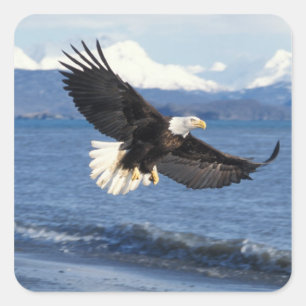 Adesivo Quadrado águia-pescadora, Haliaeetus leuccocephalus, em voo