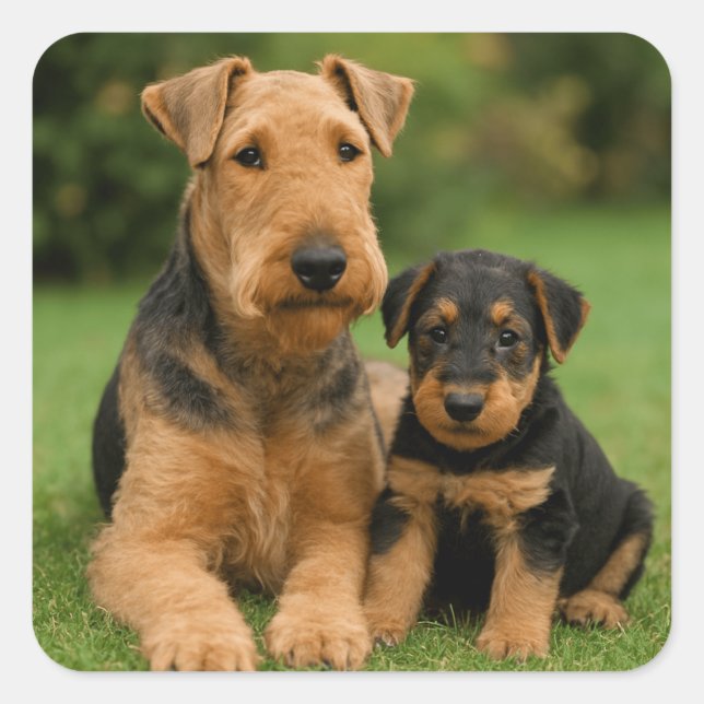 Adesivo Quadrado Airedale Terrier Com Puppy (Frente)