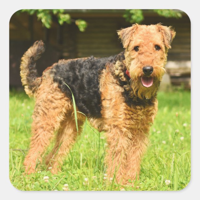 Adesivo Quadrado Airedale Terrier Puppy Dog (Frente)