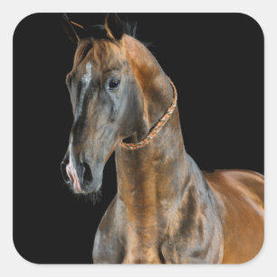 Adesivo Quadrado Akhal-Teke Horse