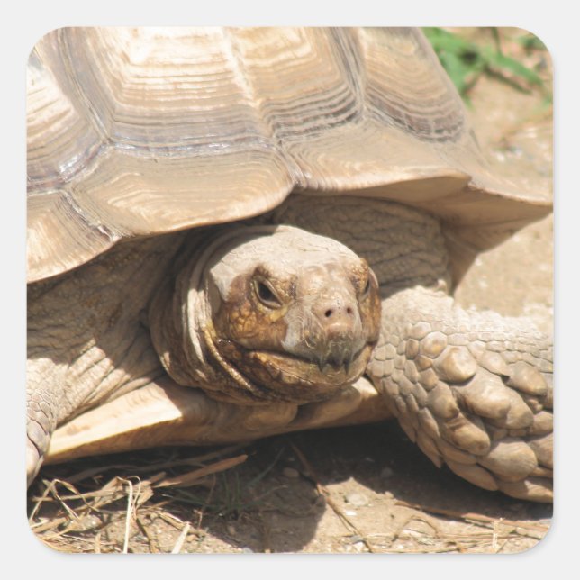 Adesivo Quadrado Ala Aldabra (Frente)