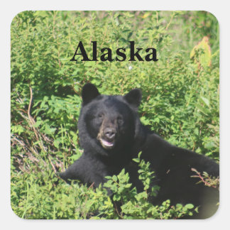 Adesivo Quadrado Alasca - Urso Negro em Berry Bushes