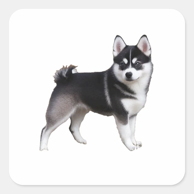 Adesivo Quadrado Alaskan Klee Kai (Frente)