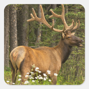 Adesivo Quadrado Alce macho em veludo, Canadá