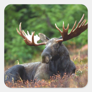 Adesivo Quadrado Alces bonitos com antlers grandes