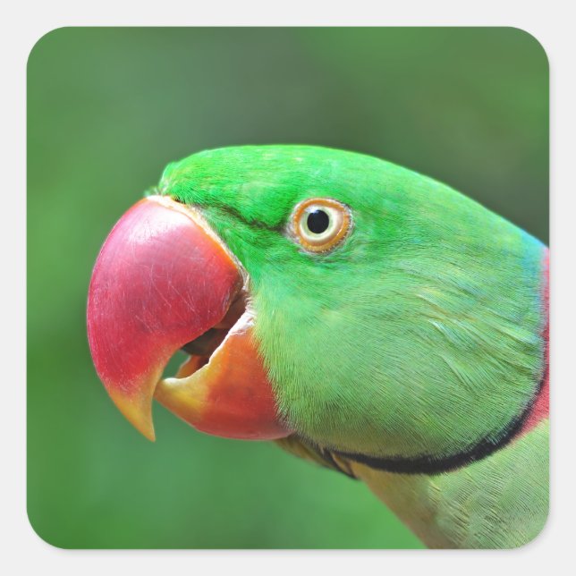 Adesivo Quadrado Alexandrine Parakeet (Frente)