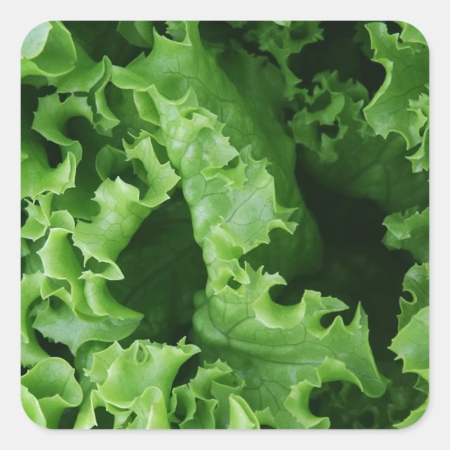 Adesivo Quadrado Alface verde Comida vegetal (Frente)